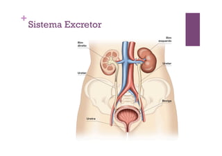 +
    Sistema Excretor
 