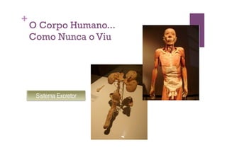 +
    O Corpo Humano...
    Como Nunca o Viu




     Sistema Excretor
 