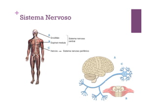 +
    Sistema Nervoso

            A

            B

            C


                      A

                          C




                              B
 