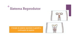 +
    Sistema Reprodutor




    A função do sistema reprodutor é garantir a
             continuação da espécie.
 