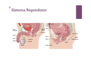 +
    Sistema Reprodutor
 