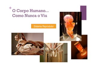 +
    O Corpo Humano...
    Como Nunca o Viu

             Sistema Reprodutor
 