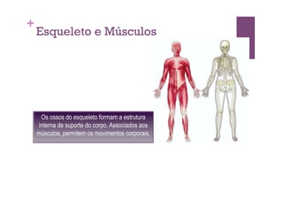 +
    Esqueleto e Músculos




      Os ossos do esqueleto formam a estrutura
     interna de suporte do corpo. Associados aos
    músculos, permitem os movimentos corporais.
 