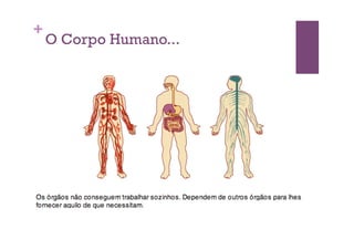 +
    O Corpo Humano...
 