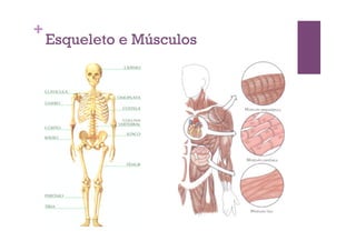 +
    Esqueleto e Músculos
 
