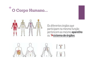 +
    O Corpo Humano...
 