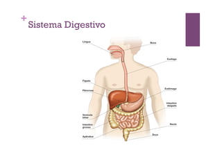 +
    Sistema Digestivo
 