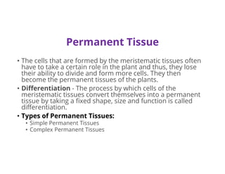 Permanent Tissue
• The cells that are formed by the meristematic tissues often
have to take a certain role in the plant and thus, they lose
their ability to divide and form more cells. They then
become the permanent tissues of the plants.
• Differentiation - The process by which cells of the
meristematic tissues convert themselves into a permanent
tissue by taking a fixed shape, size and function is called
differentiation.
• Types of Permanent Tissues:
• Simple Permanent Tissues
• Complex Permanent Tissues
 