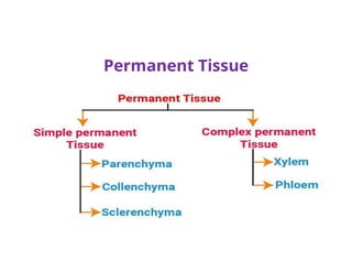 Permanent Tissue
 
