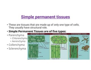 Simple permanent tissues
• These are tissues that are made up of only one type of cells.
They usually have structural role.
• Simple Permanent Tissues are of five types:
• Parenchyma
• Chlorenchyma
• Aerenchyma
• Collenchyma
• Sclerenchyma
 