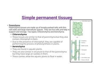• Parenchyma
Parenchyma tissues are made up of loosely packed cells with thin
cell walls and large intercellular spaces. They are live cells and help in
support and storage. Two types; Chlorenchyma and Arenchyma.
• Chlorenchyma
• These tissues are similar to that of parenchyma but they also
contain chlorophyll in them.
• Due to the presence of chlorophyll, they are capable of
performing the process of photosynthesis in plants.
• Aerenchyma
• They are found in aquatic plants.
• They are also similar in structure to that of the parenchyma
but they have large air cavities in them.
• These cavities allow the aquatic plants to float in water.
Simple permanent tissues
 