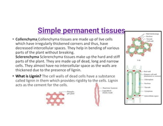 • Collenchyma Collenchyma tissues are made up of live cells
which have irregularly thickened corners and thus, have
decreased intercellular spaces. They help in bending of various
parts of the plant without breaking.
Sclerenchyma Sclerenchyma tissues make up the hard and stiff
parts of the plant. They are made up of dead, long and narrow
cells. They almost have no intercellular space as the walls are
thickened due to the presence of lignin.
• What is Lignin? The cell walls of dead cells have a substance
called lignin in them which provides rigidity to the cells. Lignin
acts as the cement for the cells.
Simple permanent tissues
 