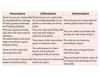 Sclerenchyma
Collenchyma
Parenchyma
These tissues are responsible for
making plants hard and rigid.
These tissues are responsible
for providing flexibility to the
plants so that they can bend
easily.
These tissues are responsible
for photosynthesis, storage
of food, gaseous exchange
and floating of plants.
They are made up of dead cells
having cell wall made of lignin.
They are a group of living cells
with cell wall made of
cellulose and pectin.
They are a group of living
cells with cell wall made of
cellulose.
The cells do not have any
intercellular spaces.
They have a little intercellular
space in between them.
The parenchyma cells have
large intercellular spaces
between them.
The cells have a long structure
with thick walls.
The cells present in these
tissues are broad and
irregularly thick at corners.
There are thin walls that
surround each cell.
They are found in stems, veins of
the leaves and coverings of nuts
and seeds.
They are present in leaves and
stems of a plant.
They are found in leaves and
newly formed branches.
 
