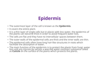 Epidermis
• The outermost layer of the cell is known as the Epidermis.
• It covers the entire plant.
• It is a thin layer of single cells but in places with less water, the epidermis of
the plants can become thick in order to avoid frequent water loss.
• The cells are flat and they have no intercellular spaces between them.
• The outer walls of the epidermal cells are thick and the inner walls are thin.
• The epidermal cells often have long hair-like structures in roots which
facilitate the absorption of water.
• The main function of the epidermis is to protect the plants from fungi, water
loss and any injuries by secrets a wax-like water-resistant substance called
as Cuticle on the surface of the plants which protects the plants.
 