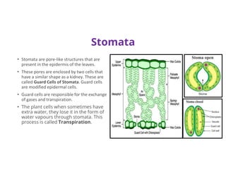Stomata
• Stomata are pore-like structures that are
present in the epidermis of the leaves.
• These pores are enclosed by two cells that
have a similar shape as a kidney. These are
called Guard Cells of Stomata. Guard cells
are modified epidermal cells.
• Guard cells are responsible for the exchange
of gases and transpiration.
• The plant cells when sometimes have
extra water, they lose it in the form of
water vapours through stomata. This
process is called Transpiration.
 