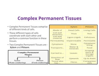 Complex Permanent Tissues
• Complex Permanent Tissues comprise
of different kinds of cells.
• These different types of cells
coordinate with each other and
perform a common function in these
tissues.
• Two Complex Permanent Tissues are -
Xylem and Phloem.
 