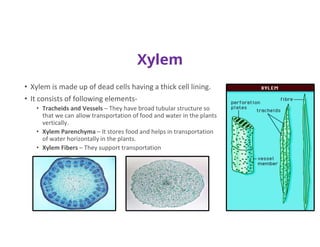 Xylem
• Xylem is made up of dead cells having a thick cell lining.
• It consists of following elements-
• Tracheids and Vessels – They have broad tubular structure so
that we can allow transportation of food and water in the plants
vertically.
• Xylem Parenchyma – It stores food and helps in transportation
of water horizontally in the plants.
• Xylem Fibers – They support transportation
 