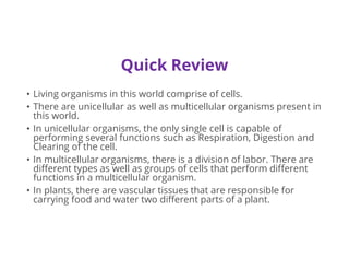 Quick Review
• Living organisms in this world comprise of cells.
• There are unicellular as well as multicellular organisms present in
this world.
• In unicellular organisms, the only single cell is capable of
performing several functions such as Respiration, Digestion and
Clearing of the cell.
• In multicellular organisms, there is a division of labor. There are
different types as well as groups of cells that perform different
functions in a multicellular organism.
• In plants, there are vascular tissues that are responsible for
carrying food and water two different parts of a plant.
 