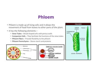 Phloem
• Phloem is made up of living cells and it allows the
movement of food from leaves to other parts of the plant.
• It has the following elements –
• Sieve Tubes – Broad shaped cells with porous walls
• Companion Cells – They facilitate the functions of the sieve tubes
• Phloem Fibers – Provide flexibility to the phloem
• Phloem Parenchyma – Stores starch and proteins
 