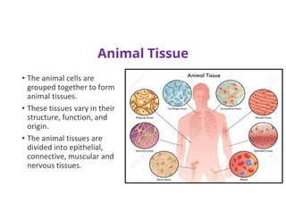 Animal Tissue
• The animal cells are
grouped together to form
animal tissues.
• These tissues vary in their
structure, function, and
origin.
• The animal tissues are
divided into epithelial,
connective, muscular and
nervous tissues.
 