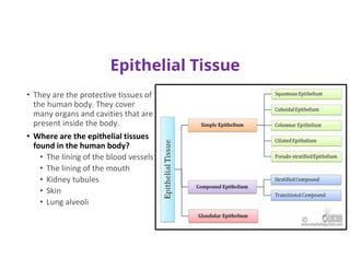 Epithelial Tissue
• They are the protective tissues of
the human body. They cover
many organs and cavities that are
present inside the body.
• Where are the epithelial tissues
found in the human body?
• The lining of the blood vessels
• The lining of the mouth
• Kidney tubules
• Skin
• Lung alveoli
 