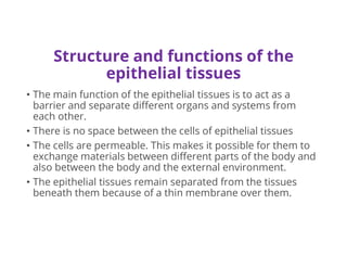 Structure and functions of the
epithelial tissues
• The main function of the epithelial tissues is to act as a
barrier and separate different organs and systems from
each other.
• There is no space between the cells of epithelial tissues
• The cells are permeable. This makes it possible for them to
exchange materials between different parts of the body and
also between the body and the external environment.
• The epithelial tissues remain separated from the tissues
beneath them because of a thin membrane over them.
 