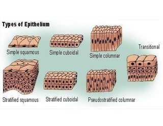 Types of Epithelium
 