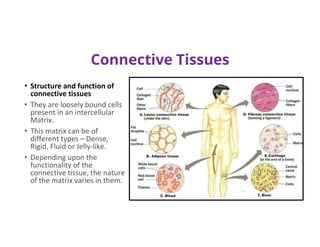 Connective Tissues
• Structure and function of
connective tissues
• They are loosely bound cells
present in an intercellular
Matrix.
• This matrix can be of
different types – Dense,
Rigid, Fluid or Jelly-like.
• Depending upon the
functionality of the
connective tissue, the nature
of the matrix varies in them.
 