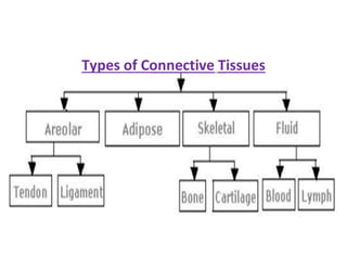 Types of Connective Tissues
 