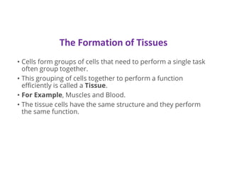 The Formation of Tissues
• Cells form groups of cells that need to perform a single task
often group together.
• This grouping of cells together to perform a function
efficiently is called a Tissue.
• For Example, Muscles and Blood.
• The tissue cells have the same structure and they perform
the same function.
 