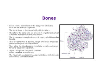 Bones
• Bones form a framework of the body over which the
muscles are wrapped together.
• The bone tissue is strong and inflexible in nature.
• Therefore, the bone cells are present in a rigid matrix which
is formed from calcium and phosphorus.
• The bones comprises of microscopic tubes called Haversian
Canals.
• They are contained in osteons, rough cylindrical structures
present along the axis of the bone.
• They allow the blood vessels, lymphatic vessels, and nerve
fibres to travel through them.
• These canals have concentric channels
called Lamellae around them.
• The Haversian canals communicate with bone cells through
connections called Canaliculi.
 