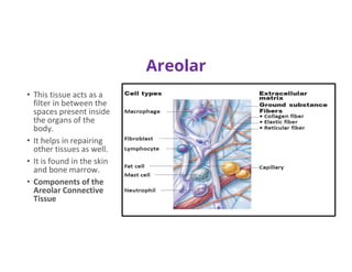Areolar
• This tissue acts as a
filter in between the
spaces present inside
the organs of the
body.
• It helps in repairing
other tissues as well.
• It is found in the skin
and bone marrow.
• Components of the
Areolar Connective
Tissue
 