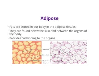 Adipose
• Fats are stored in our body in the adipose tissues.
• They are found below the skin and between the organs of
the body.
• Provides cushioning to the organs.
 