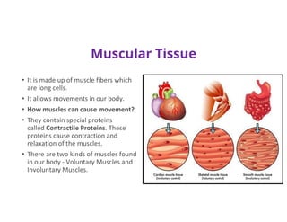 Muscular Tissue
• It is made up of muscle fibers which
are long cells.
• It allows movements in our body.
• How muscles can cause movement?
• They contain special proteins
called Contractile Proteins. These
proteins cause contraction and
relaxation of the muscles.
• There are two kinds of muscles found
in our body - Voluntary Muscles and
Involuntary Muscles.
 