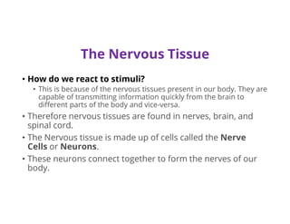 The Nervous Tissue
• How do we react to stimuli?
• This is because of the nervous tissues present in our body. They are
capable of transmitting information quickly from the brain to
different parts of the body and vice-versa.
• Therefore nervous tissues are found in nerves, brain, and
spinal cord.
• The Nervous tissue is made up of cells called the Nerve
Cells or Neurons.
• These neurons connect together to form the nerves of our
body.
 