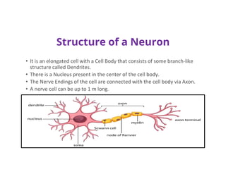 Structure of a Neuron
• It is an elongated cell with a Cell Body that consists of some branch-like
structure called Dendrites.
• There is a Nucleus present in the center of the cell body.
• The Nerve Endings of the cell are connected with the cell body via Axon.
• A nerve cell can be up to 1 m long.
 