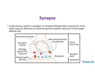 Synapse
• In the nervous system, a synapse is a structure that permits a neuron (or nerve
cell) to pass an electrical or chemical signal to another neuron or to the target
effector cell.
Thank you
 