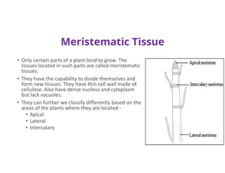 Meristematic Tissue
• Only certain parts of a plant tend to grow. The
tissues located in such parts are called meristematic
tissues.
• They have the capability to divide themselves and
form new tissues. They have thin cell wall made of
cellulose. Also have dense nucleus and cytoplasm
but lack vacuoles.
• They can further we classify differently based on the
areas of the plants where they are located -
• Apical
• Lateral
• Intercalary
 