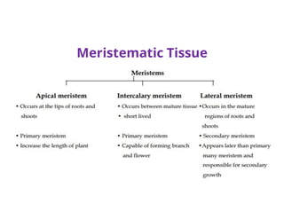 Meristematic Tissue
 