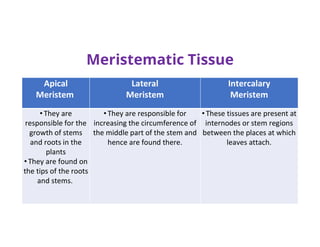 Intercalary
Meristem
Lateral
Meristem
Apical
Meristem
• These tissues are present at
internodes or stem regions
between the places at which
leaves attach.
• They are responsible for
increasing the circumference of
the middle part of the stem and
hence are found there.
• They are
responsible for the
growth of stems
and roots in the
plants
• They are found on
the tips of the roots
and stems.
Meristematic Tissue
 