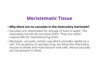 • Why there are no vacuoles in the intercalary meristem?
• Vacuoles are responsible for storage of food in water. The
intercalary tissues do not store them. They are rather
responsible for manufacturing them.
• Moreover, vacuoles contain sap which provides rigidity to a
cell. This property of vacuoles may not allow the intercalary
tissues to divide and manufacture new cells. Hence vacuoles
are not present in them.
Meristematic Tissue
 