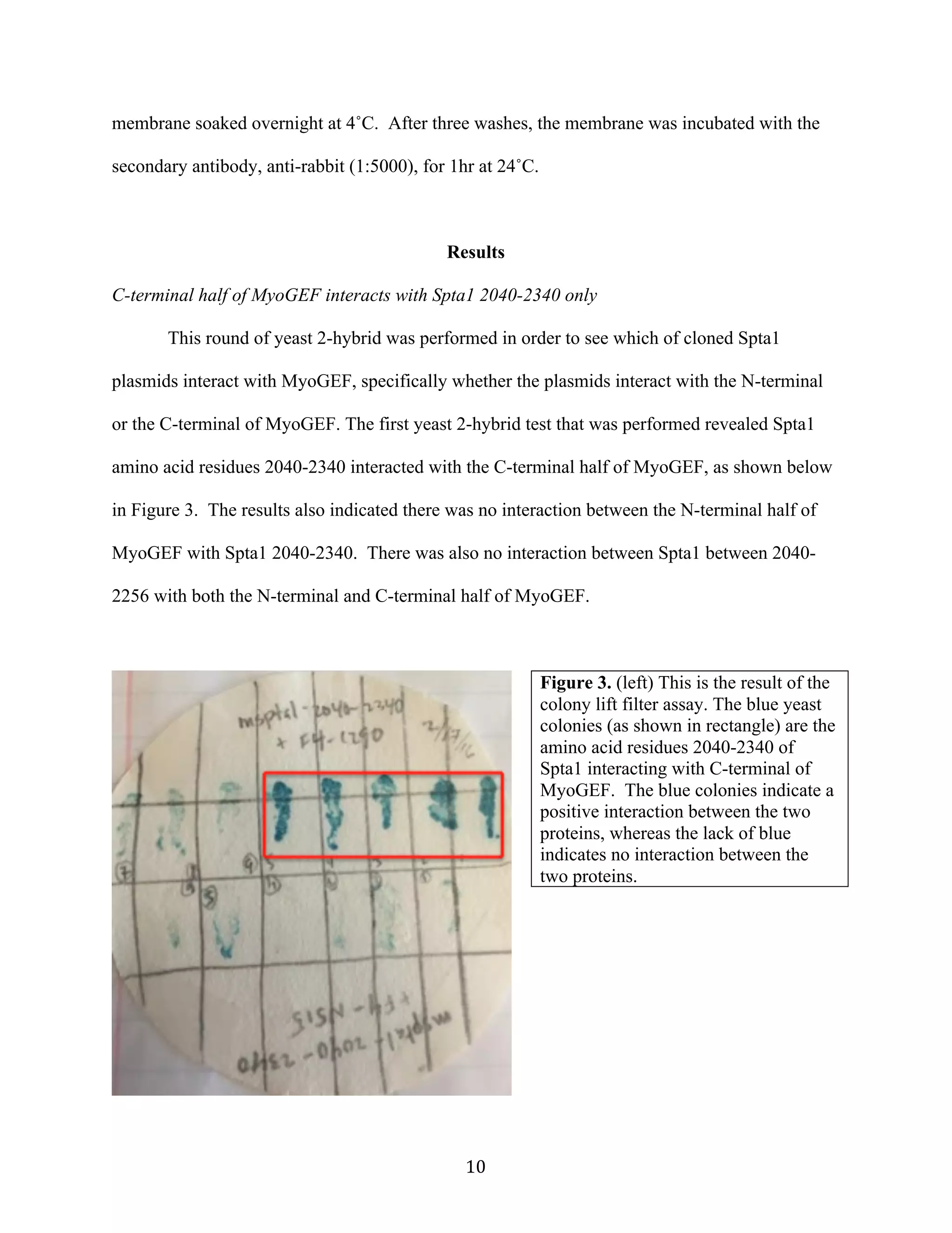   10	
  
membrane soaked overnight at 4˚C. After three washes, the membrane was incubated with the
secondary antibody, anti-rabbit (1:5000), for 1hr at 24˚C.
Results
C-terminal half of MyoGEF interacts with Spta1 2040-2340 only
This round of yeast 2-hybrid was performed in order to see which of cloned Spta1
plasmids interact with MyoGEF, specifically whether the plasmids interact with the N-terminal
or the C-terminal of MyoGEF. The first yeast 2-hybrid test that was performed revealed Spta1
amino acid residues 2040-2340 interacted with the C-terminal half of MyoGEF, as shown below
in Figure 3. The results also indicated there was no interaction between the N-terminal half of
MyoGEF with Spta1 2040-2340. There was also no interaction between Spta1 between 2040-
2256 with both the N-terminal and C-terminal half of MyoGEF.
Figure 3. (left) This is the result of the
colony lift filter assay. The blue yeast
colonies (as shown in rectangle) are the
amino acid residues 2040-2340 of
Spta1 interacting with C-terminal of
MyoGEF. The blue colonies indicate a
positive interaction between the two
proteins, whereas the lack of blue
indicates no interaction between the
two proteins. 	
  
 