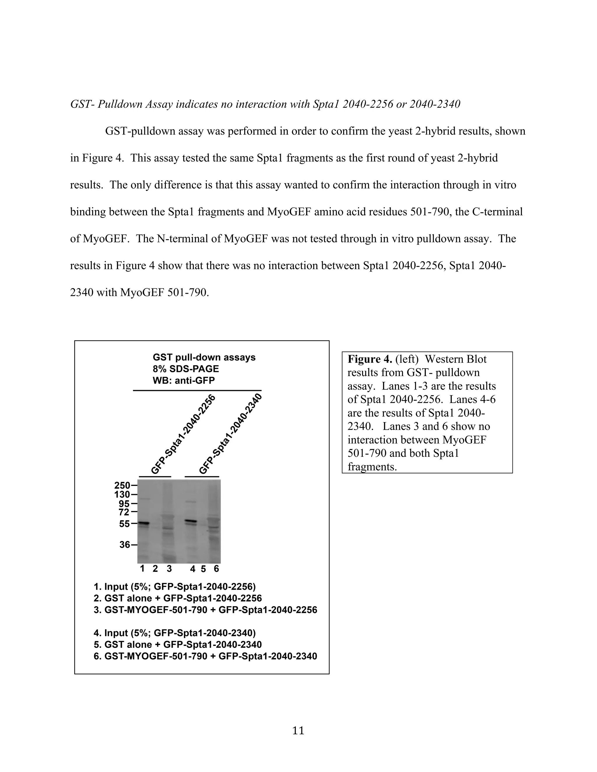   11	
  
GST- Pulldown Assay indicates no interaction with Spta1 2040-2256 or 2040-2340
GST-pulldown assay was performed in order to confirm the yeast 2-hybrid results, shown
in Figure 4. This assay tested the same Spta1 fragments as the first round of yeast 2-hybrid
results. The only difference is that this assay wanted to confirm the interaction through in vitro
binding between the Spta1 fragments and MyoGEF amino acid residues 501-790, the C-terminal
of MyoGEF. The N-terminal of MyoGEF was not tested through in vitro pulldown assay. The
results in Figure 4 show that there was no interaction between Spta1 2040-2256, Spta1 2040-
2340 with MyoGEF 501-790.
Figure 4. (left) Western Blot
results from GST- pulldown
assay. Lanes 1-3 are the results
of Spta1 2040-2256. Lanes 4-6
are the results of Spta1 2040-
2340. Lanes 3 and 6 show no
interaction between MyoGEF
501-790 and both Spta1
fragments.
 