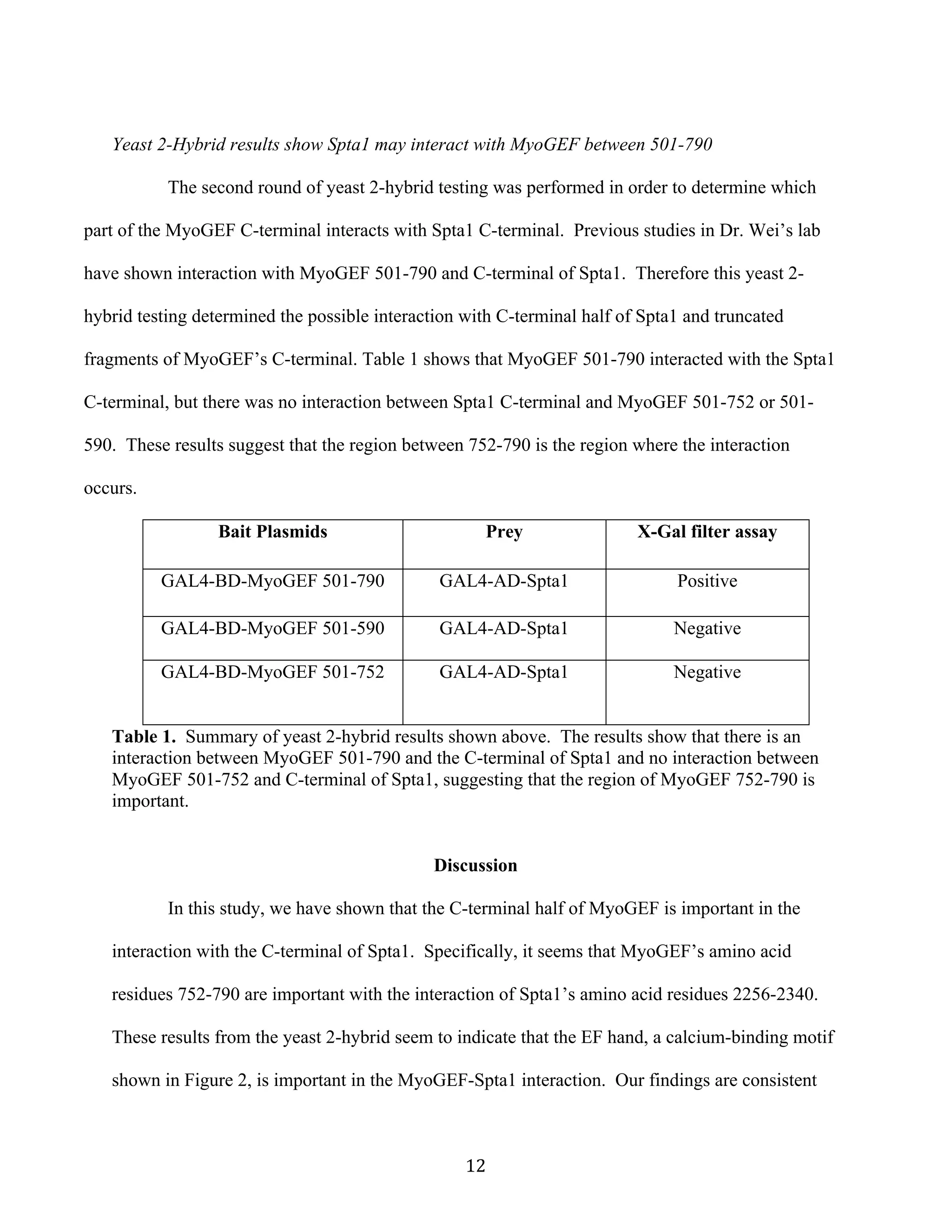   12	
  
Yeast 2-Hybrid results show Spta1 may interact with MyoGEF between 501-790
The second round of yeast 2-hybrid testing was performed in order to determine which
part of the MyoGEF C-terminal interacts with Spta1 C-terminal. Previous studies in Dr. Wei’s lab
have shown interaction with MyoGEF 501-790 and C-terminal of Spta1. Therefore this yeast 2-
hybrid testing determined the possible interaction with C-terminal half of Spta1 and truncated
fragments of MyoGEF’s C-terminal. Table 1 shows that MyoGEF 501-790 interacted with the Spta1
C-terminal, but there was no interaction between Spta1 C-terminal and MyoGEF 501-752 or 501-
590. These results suggest that the region between 752-790 is the region where the interaction
occurs.
Bait Plasmids Prey X-Gal filter assay
GAL4-BD-MyoGEF 501-790 GAL4-AD-Spta1 Positive
GAL4-BD-MyoGEF 501-590 GAL4-AD-Spta1 Negative
GAL4-BD-MyoGEF 501-752 GAL4-AD-Spta1 Negative
Table 1. Summary of yeast 2-hybrid results shown above. The results show that there is an
interaction between MyoGEF 501-790 and the C-terminal of Spta1 and no interaction between
MyoGEF 501-752 and C-terminal of Spta1, suggesting that the region of MyoGEF 752-790 is
important.
Discussion
In this study, we have shown that the C-terminal half of MyoGEF is important in the
interaction with the C-terminal of Spta1. Specifically, it seems that MyoGEF’s amino acid
residues 752-790 are important with the interaction of Spta1’s amino acid residues 2256-2340.
These results from the yeast 2-hybrid seem to indicate that the EF hand, a calcium-binding motif
shown in Figure 2, is important in the MyoGEF-Spta1 interaction. Our findings are consistent
 