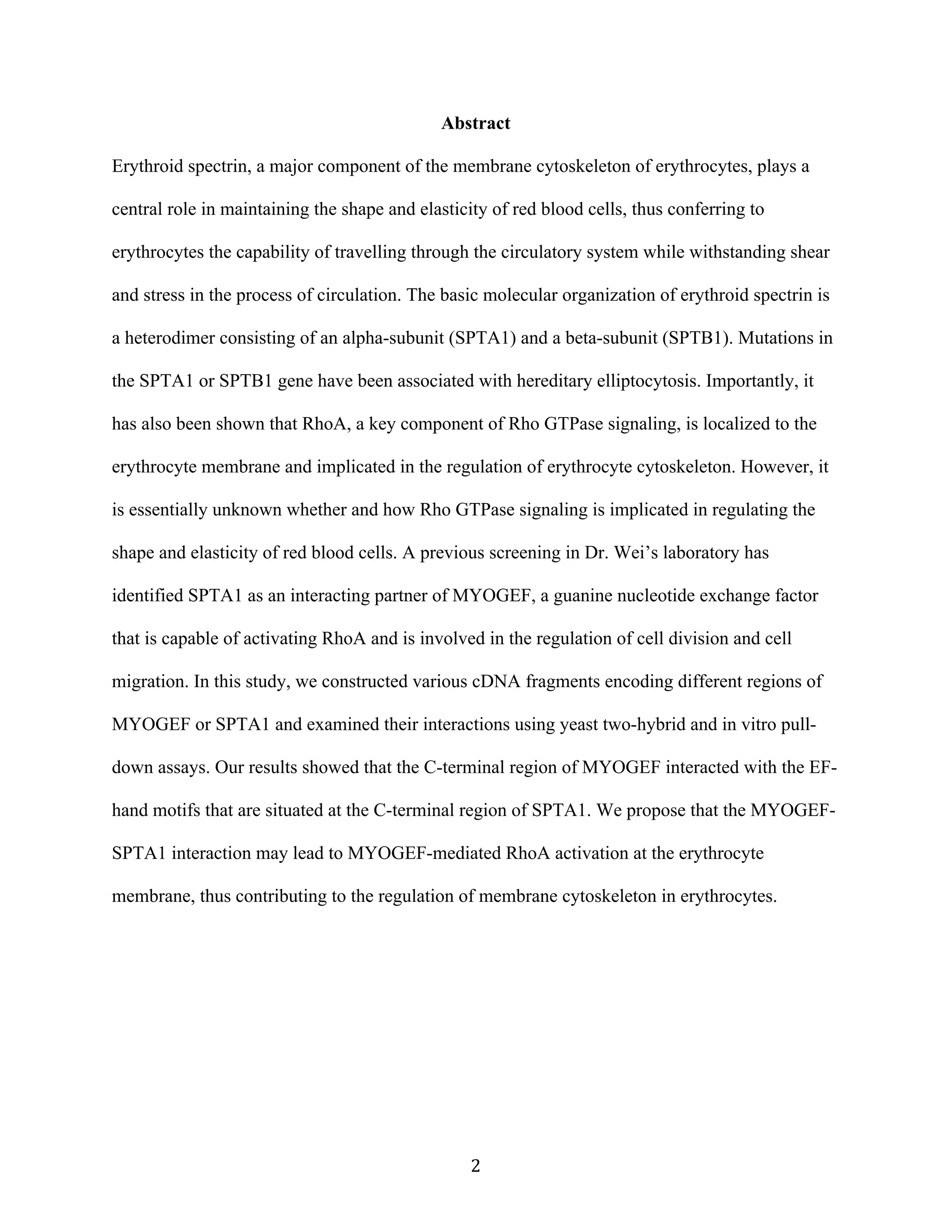   2	
  
Abstract
Erythroid spectrin, a major component of the membrane cytoskeleton of erythrocytes, plays a
central role in maintaining the shape and elasticity of red blood cells, thus conferring to
erythrocytes the capability of travelling through the circulatory system while withstanding shear
and stress in the process of circulation. The basic molecular organization of erythroid spectrin is
a heterodimer consisting of an alpha-subunit (SPTA1) and a beta-subunit (SPTB1). Mutations in
the SPTA1 or SPTB1 gene have been associated with hereditary elliptocytosis. Importantly, it
has also been shown that RhoA, a key component of Rho GTPase signaling, is localized to the
erythrocyte membrane and implicated in the regulation of erythrocyte cytoskeleton. However, it
is essentially unknown whether and how Rho GTPase signaling is implicated in regulating the
shape and elasticity of red blood cells. A previous screening in Dr. Wei’s laboratory has
identified SPTA1 as an interacting partner of MYOGEF, a guanine nucleotide exchange factor
that is capable of activating RhoA and is involved in the regulation of cell division and cell
migration. In this study, we constructed various cDNA fragments encoding different regions of
MYOGEF or SPTA1 and examined their interactions using yeast two-hybrid and in vitro pull-
down assays. Our results showed that the C-terminal region of MYOGEF interacted with the EF-
hand motifs that are situated at the C-terminal region of SPTA1. We propose that the MYOGEF-
SPTA1 interaction may lead to MYOGEF-mediated RhoA activation at the erythrocyte
membrane, thus contributing to the regulation of membrane cytoskeleton in erythrocytes.
 