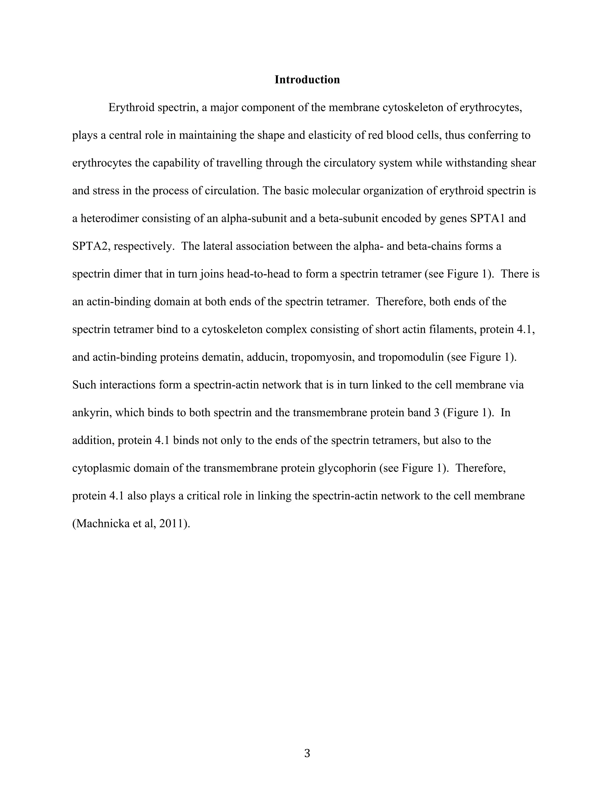   3	
  
Introduction
Erythroid spectrin, a major component of the membrane cytoskeleton of erythrocytes,
plays a central role in maintaining the shape and elasticity of red blood cells, thus conferring to
erythrocytes the capability of travelling through the circulatory system while withstanding shear
and stress in the process of circulation. The basic molecular organization of erythroid spectrin is
a heterodimer consisting of an alpha-subunit and a beta-subunit encoded by genes SPTA1 and
SPTA2, respectively. The lateral association between the alpha- and beta-chains forms a
spectrin dimer that in turn joins head-to-head to form a spectrin tetramer (see Figure 1). There is
an actin-binding domain at both ends of the spectrin tetramer. Therefore, both ends of the
spectrin tetramer bind to a cytoskeleton complex consisting of short actin filaments, protein 4.1,
and actin-binding proteins dematin, adducin, tropomyosin, and tropomodulin (see Figure 1).
Such interactions form a spectrin-actin network that is in turn linked to the cell membrane via
ankyrin, which binds to both spectrin and the transmembrane protein band 3 (Figure 1). In
addition, protein 4.1 binds not only to the ends of the spectrin tetramers, but also to the
cytoplasmic domain of the transmembrane protein glycophorin (see Figure 1). Therefore,
protein 4.1 also plays a critical role in linking the spectrin-actin network to the cell membrane
(Machnicka et al, 2011).
 