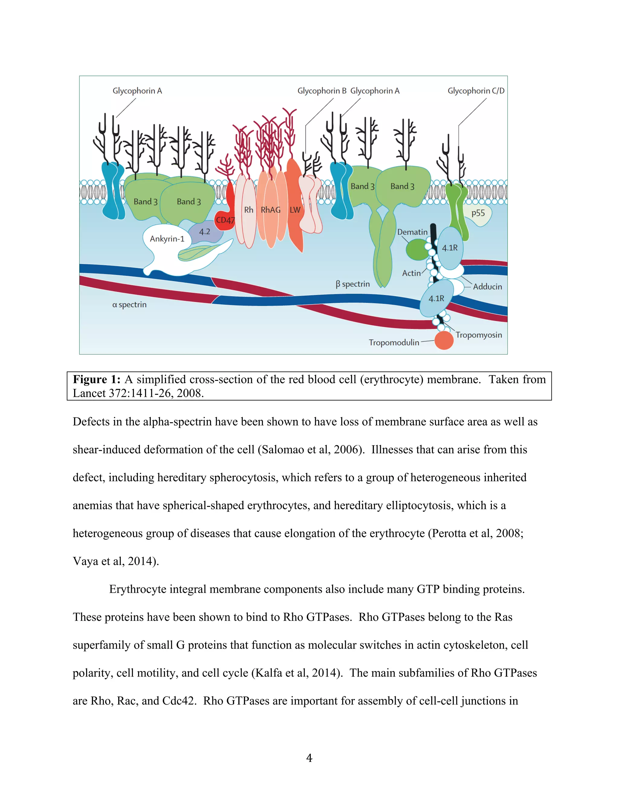   4	
  
Figure 1: A simplified cross-section of the red blood cell (erythrocyte) membrane. Taken from
Lancet 372:1411-26, 2008.
Defects in the alpha-spectrin have been shown to have loss of membrane surface area as well as
shear-induced deformation of the cell (Salomao et al, 2006). Illnesses that can arise from this
defect, including hereditary spherocytosis, which refers to a group of heterogeneous inherited
anemias that have spherical-shaped erythrocytes, and hereditary elliptocytosis, which is a
heterogeneous group of diseases that cause elongation of the erythrocyte (Perotta et al, 2008;
Vaya et al, 2014).
Erythrocyte integral membrane components also include many GTP binding proteins.
These proteins have been shown to bind to Rho GTPases. Rho GTPases belong to the Ras
superfamily of small G proteins that function as molecular switches in actin cytoskeleton, cell
polarity, cell motility, and cell cycle (Kalfa et al, 2014). The main subfamilies of Rho GTPases
are Rho, Rac, and Cdc42. Rho GTPases are important for assembly of cell-cell junctions in
 
