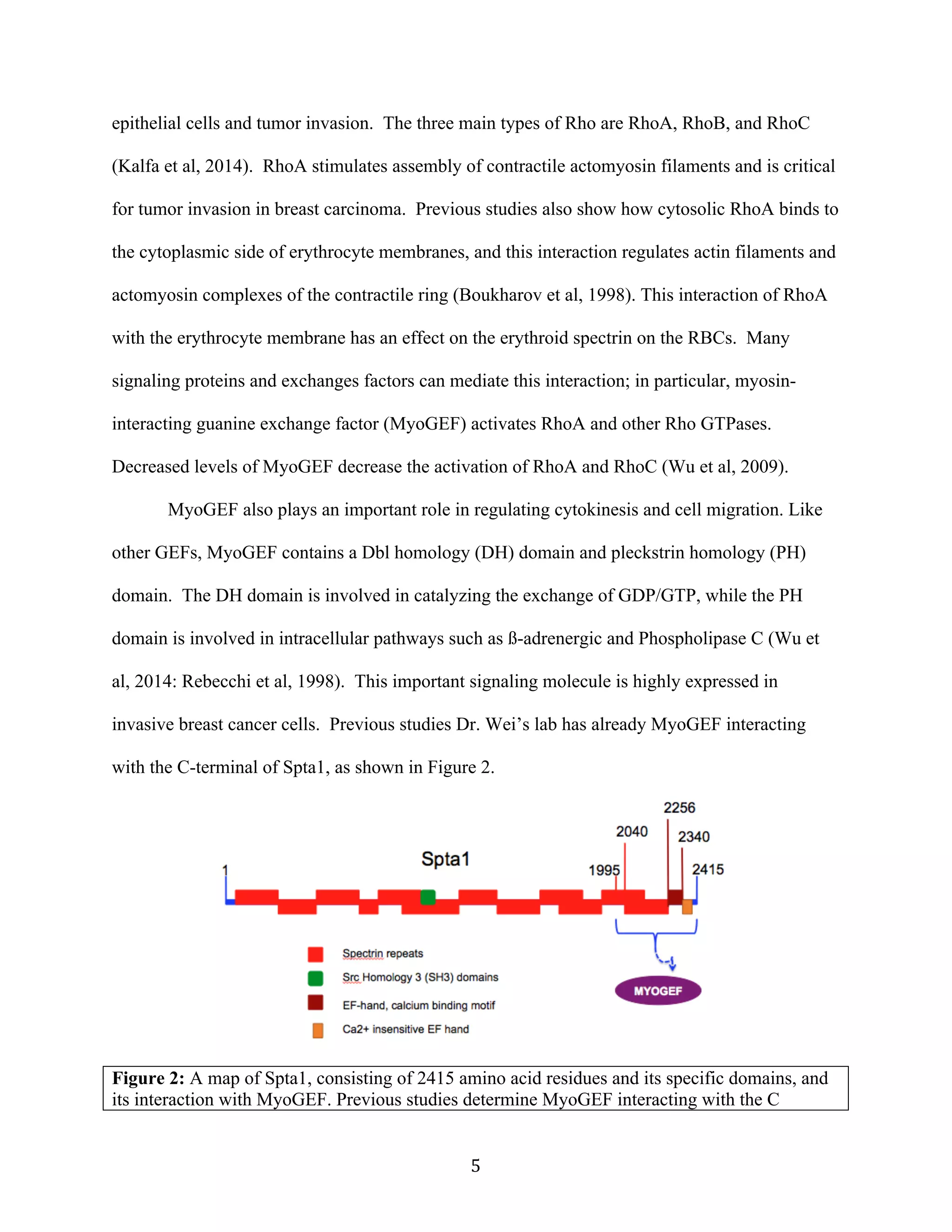   5	
  
epithelial cells and tumor invasion. The three main types of Rho are RhoA, RhoB, and RhoC
(Kalfa et al, 2014). RhoA stimulates assembly of contractile actomyosin filaments and is critical
for tumor invasion in breast carcinoma. Previous studies also show how cytosolic RhoA binds to
the cytoplasmic side of erythrocyte membranes, and this interaction regulates actin filaments and
actomyosin complexes of the contractile ring (Boukharov et al, 1998). This interaction of RhoA
with the erythrocyte membrane has an effect on the erythroid spectrin on the RBCs. Many
signaling proteins and exchanges factors can mediate this interaction; in particular, myosin-
interacting guanine exchange factor (MyoGEF) activates RhoA and other Rho GTPases.
Decreased levels of MyoGEF decrease the activation of RhoA and RhoC (Wu et al, 2009).
MyoGEF also plays an important role in regulating cytokinesis and cell migration. Like
other GEFs, MyoGEF contains a Dbl homology (DH) domain and pleckstrin homology (PH)
domain. The DH domain is involved in catalyzing the exchange of GDP/GTP, while the PH
domain is involved in intracellular pathways such as ß-adrenergic and Phospholipase C (Wu et
al, 2014: Rebecchi et al, 1998). This important signaling molecule is highly expressed in
invasive breast cancer cells. Previous studies Dr. Wei’s lab has already MyoGEF interacting
with the C-terminal of Spta1, as shown in Figure 2.
Figure 2: A map of Spta1, consisting of 2415 amino acid residues and its specific domains, and
its interaction with MyoGEF. Previous studies determine MyoGEF interacting with the C
 