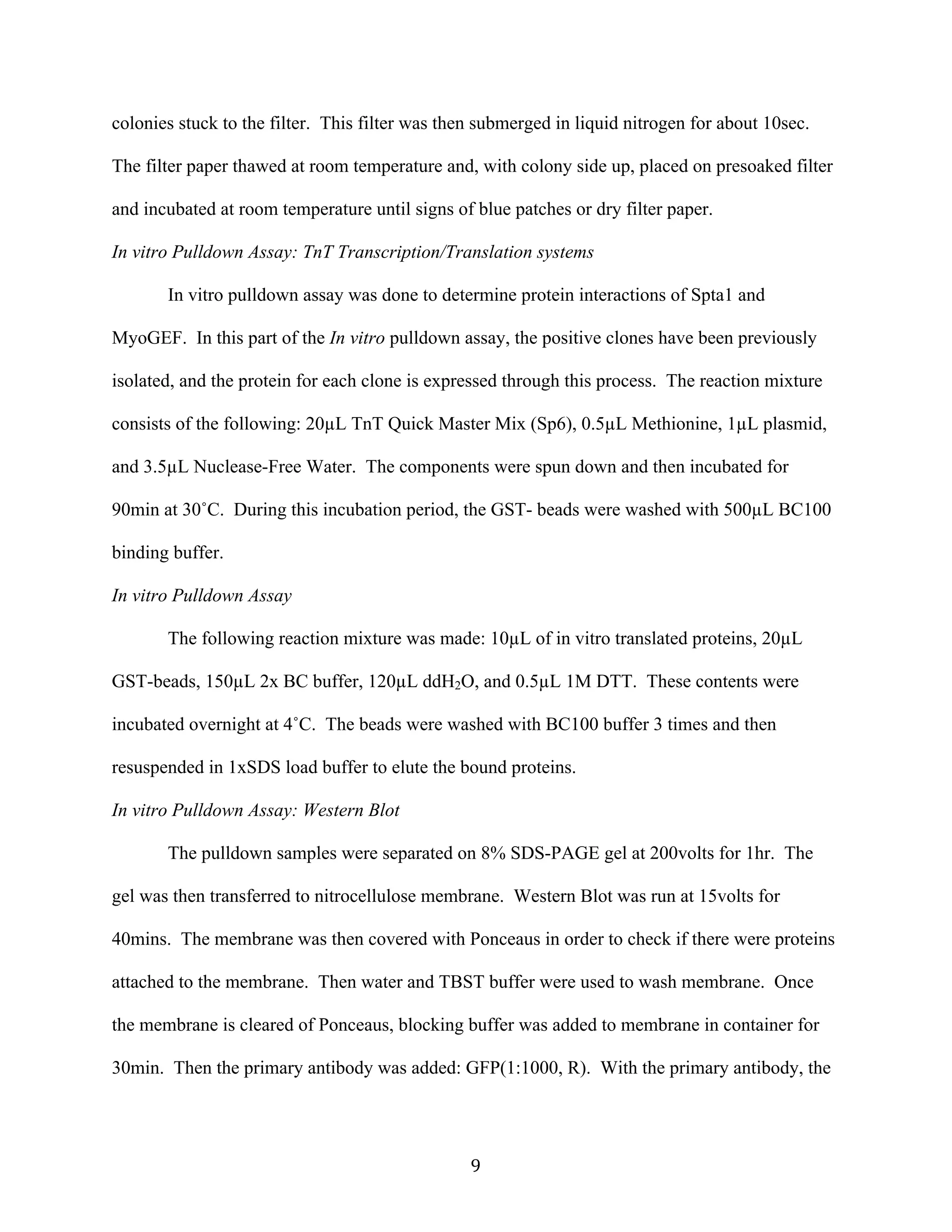   9	
  
colonies stuck to the filter. This filter was then submerged in liquid nitrogen for about 10sec.
The filter paper thawed at room temperature and, with colony side up, placed on presoaked filter
and incubated at room temperature until signs of blue patches or dry filter paper.
In vitro Pulldown Assay: TnT Transcription/Translation systems
In vitro pulldown assay was done to determine protein interactions of Spta1 and
MyoGEF. In this part of the In vitro pulldown assay, the positive clones have been previously
isolated, and the protein for each clone is expressed through this process. The reaction mixture
consists of the following: 20µL TnT Quick Master Mix (Sp6), 0.5µL Methionine, 1µL plasmid,
and 3.5µL Nuclease-Free Water. The components were spun down and then incubated for
90min at 30˚C. During this incubation period, the GST- beads were washed with 500µL BC100
binding buffer.
In vitro Pulldown Assay
The following reaction mixture was made: 10µL of in vitro translated proteins, 20µL
GST-beads, 150µL 2x BC buffer, 120µL ddH2O, and 0.5µL 1M DTT. These contents were
incubated overnight at 4˚C. The beads were washed with BC100 buffer 3 times and then
resuspended in 1xSDS load buffer to elute the bound proteins.
In vitro Pulldown Assay: Western Blot
The pulldown samples were separated on 8% SDS-PAGE gel at 200volts for 1hr. The
gel was then transferred to nitrocellulose membrane. Western Blot was run at 15volts for
40mins. The membrane was then covered with Ponceaus in order to check if there were proteins
attached to the membrane. Then water and TBST buffer were used to wash membrane. Once
the membrane is cleared of Ponceaus, blocking buffer was added to membrane in container for
30min. Then the primary antibody was added: GFP(1:1000, R). With the primary antibody, the
 