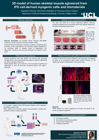 3D model of human skeletal muscle egineered from
iPS cell-derived myogenic cells and biomaterials
Magdalena Plotczyk, Sara Martina Maffioletti, Dr Francesco Saverio Tedesco
Department of Cell and Developmental Biology, University College London
iPSCs and tissue engineering
Induced pluripotent stem cells (iPSCs) are somatic cells genetically
reprogrammed to stem cell-like state that possess an ability to differentiate
into various cell types of the body.
Patient-specific iPSCs can be cultured in vitro to generate progenitors and
differentiate to form 3D structures resembling tissues and organs -
organoids.
Magdalena Plotczyk
MSc Nanotechnology & Regenerative Medicine
University College London
magdalena.plotczyk.12@ucl.ac.uk
In order to improve cell culture conditions in 3D constructs, I investigated
the effect of an anti-apoptotic agent, ROCK inhibitor (ROCKi), on cell
viability and myogenic differentiation in 3D-cultured cells.
Fig. 2 The effect of ROCKi on cell viability in
3D. (A) Whole mount staining for MyHC on
HEDEMs differentiated for 10 days in 3D culture.
Nuclei counterstained with Hoechst. Scale bar
100μm. (B) Number of nuclei per mm3
quantified
based on merged confocal images. *P≤0.05,
unpaired t-test.
-ROCKi+ROCKi
MyHC, Hoechst
Servier Medical Art
Lancaster et al, 2013
Eiraku et al, 2011
iPSC-derived myogenic cells
In my project, I utilised human iPSC-derived myogenic cells to generate
3D skeletal muscle model.
iPSCs obtained from dystrophic patients were genetically corrected and
specified to become muscle progenitors.
Servier Medical Art
Skeletal muscle engineering platfom
Effect of ROCKi on cell viability in 3D constructs
Clinical and therapeutic applications
RESULTS
ROCK inhibitor can reduce apoptosis and increase cell density in 3D
culture of myogenic progenitors.
➔ 3D disease modelling
➔ personalised drug screening platform
➔ source of tissue replacement
➔ modelling myogenesis
The study was based on a muscle engineering platform combining
myogenic progenitors with a biomaterial, which was originally designed for
the culture of engineered heart tissue.
(Hansen et al, 2010)
Figure 1. Hydrogel
setup. (A) Freshly
polymerised gels (B)
from the bottom view
(C) and top view.
Scale bar 1cm.
Pictures taken by Sara
Martina Maffioletti
(unpublished).
A
B
C
Muscular dystrophies
Muscular dystrophies are inherited muscle disorders that cause
progressive muscle wasting and severely impaired mobility.
Duchenne Muscular Dystrophy is caused by mutations in dystrophin gene
encoding a protein responsible for cell membrane integrity. Breakdown of
the membrane leads to repeated cycles of degeneration and
regeneration, resulting in stem cell pool exhaustion and inability to repair
tissue.
Servier Medi cal Art
 